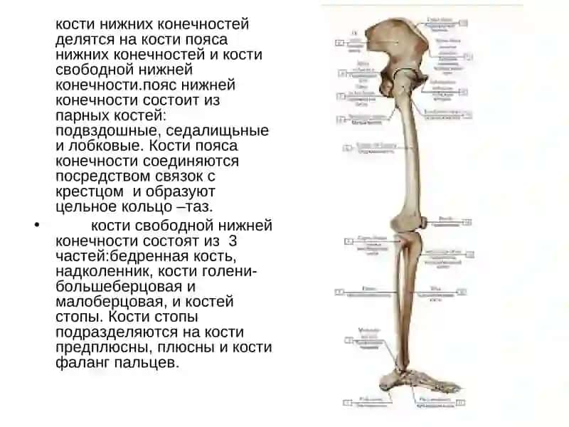 Скелет нижних конечностей 2