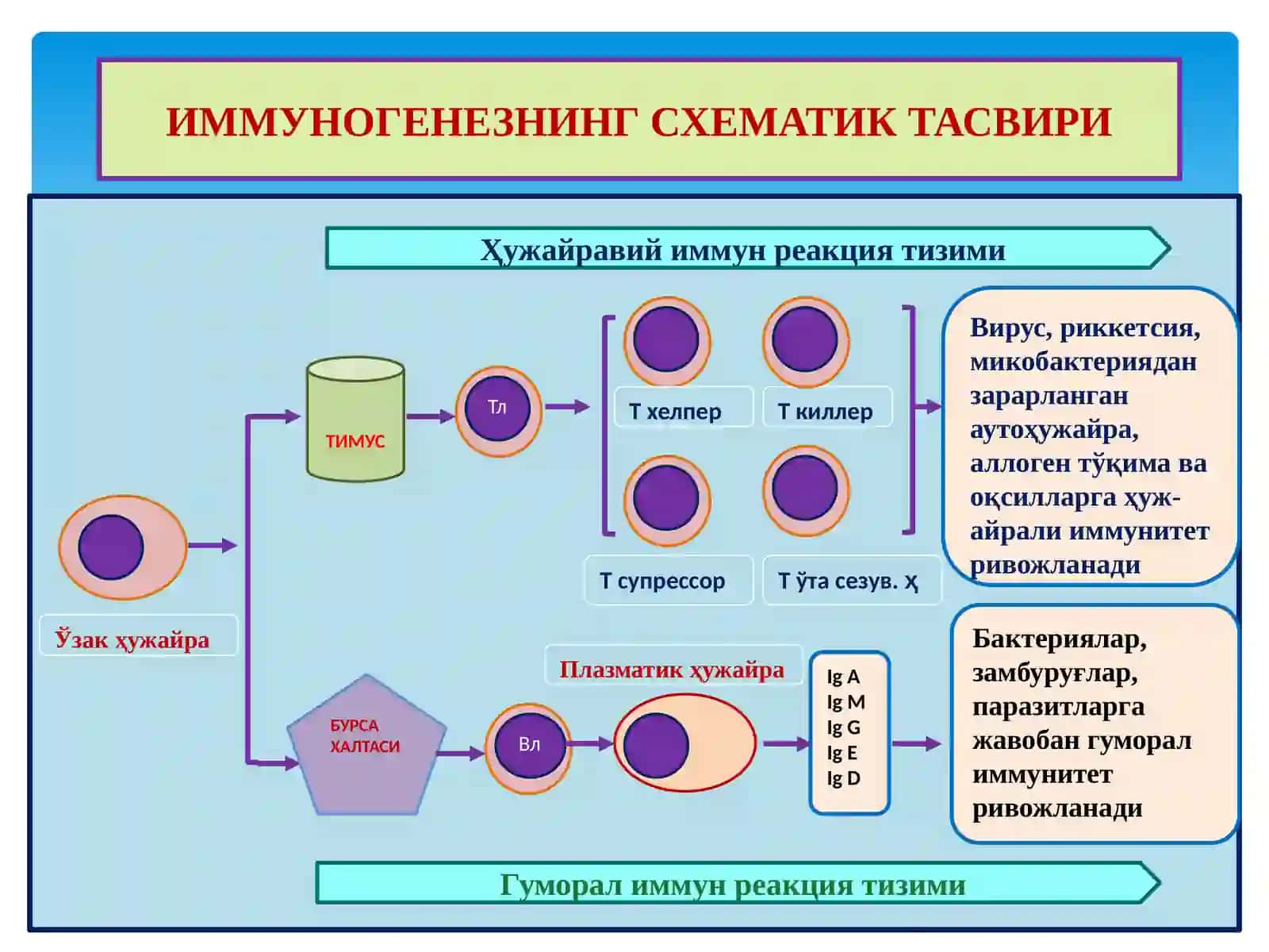 ИММУНОГЕНЕЗНИНГ СХЕМАТИК ТАСВИРИ 2