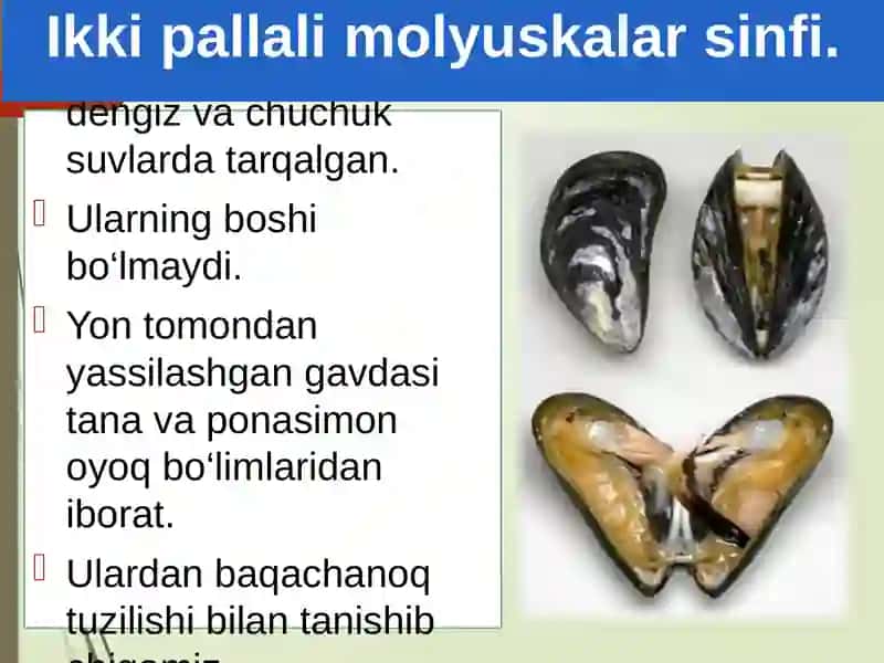 Ikkipallali va boshluq molluskalar sinfi 2