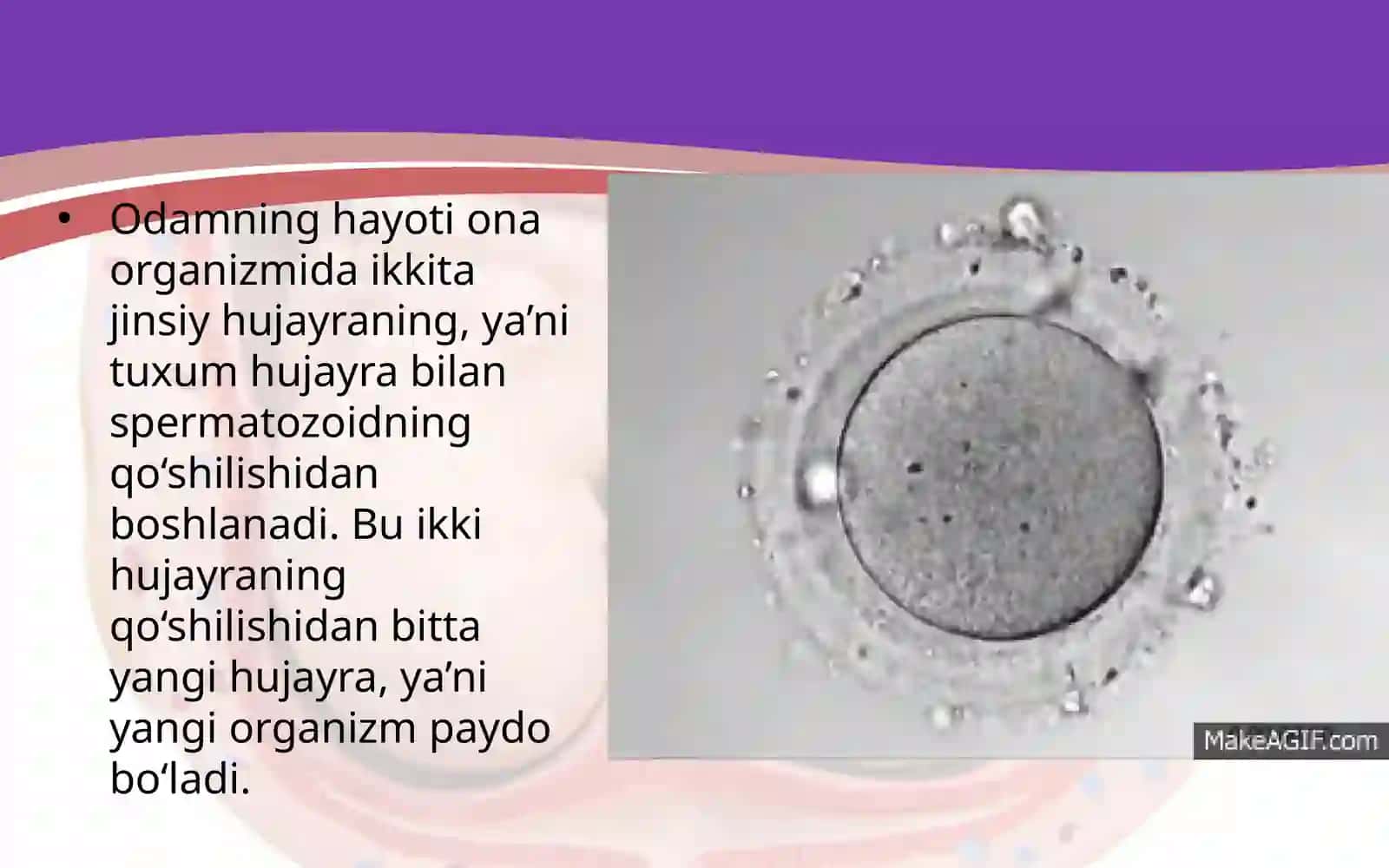 Urug‘lanish va homilaning rivojlanishi 2