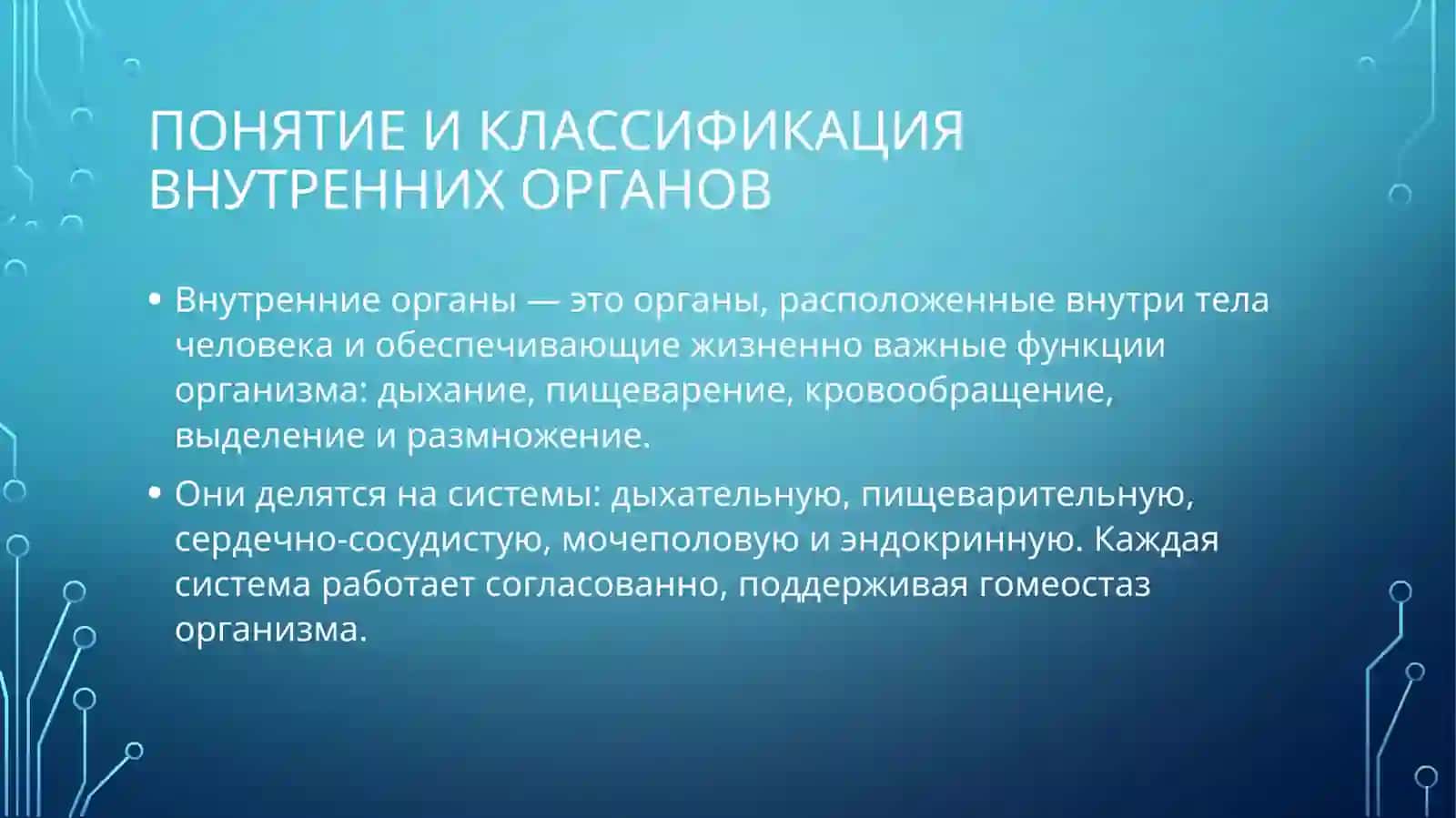 Внутренние органы человека 2