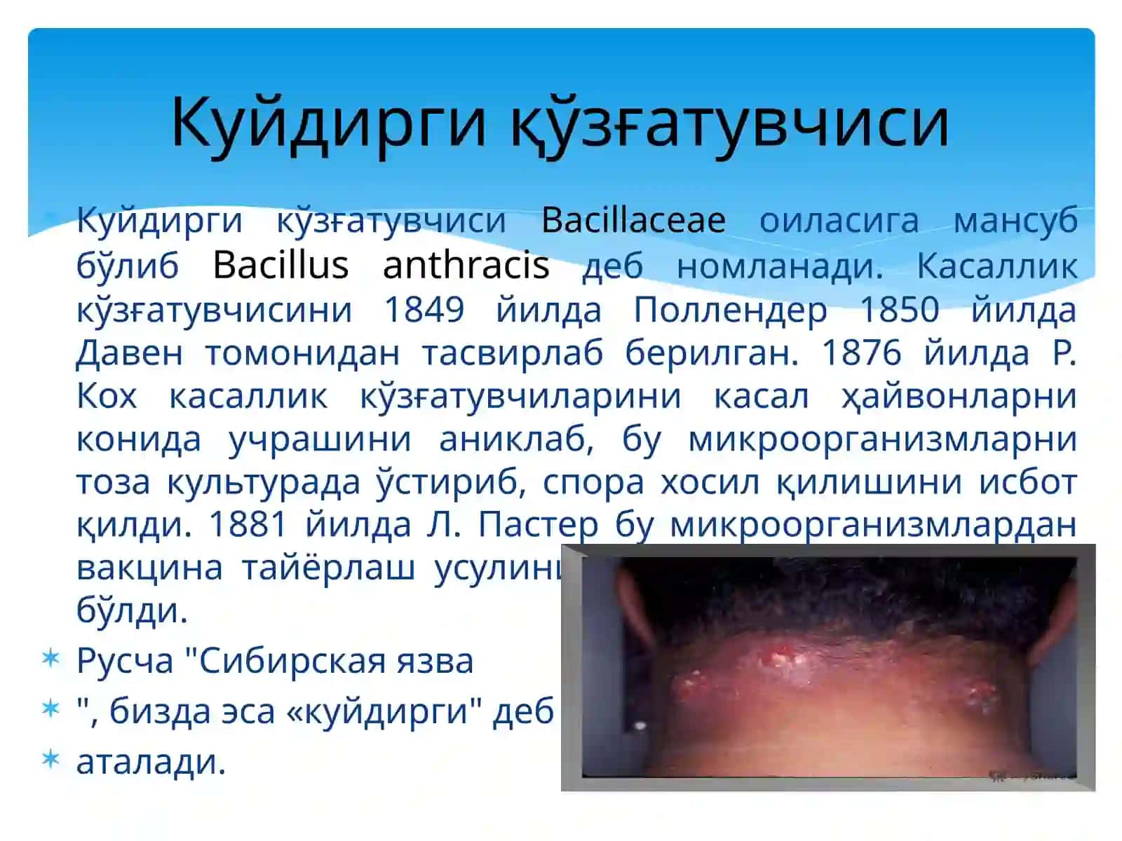 Сибиряраси 2