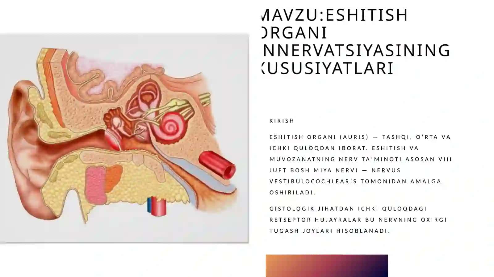 eshitish organi innervatsiyasining xususiyatlari 2