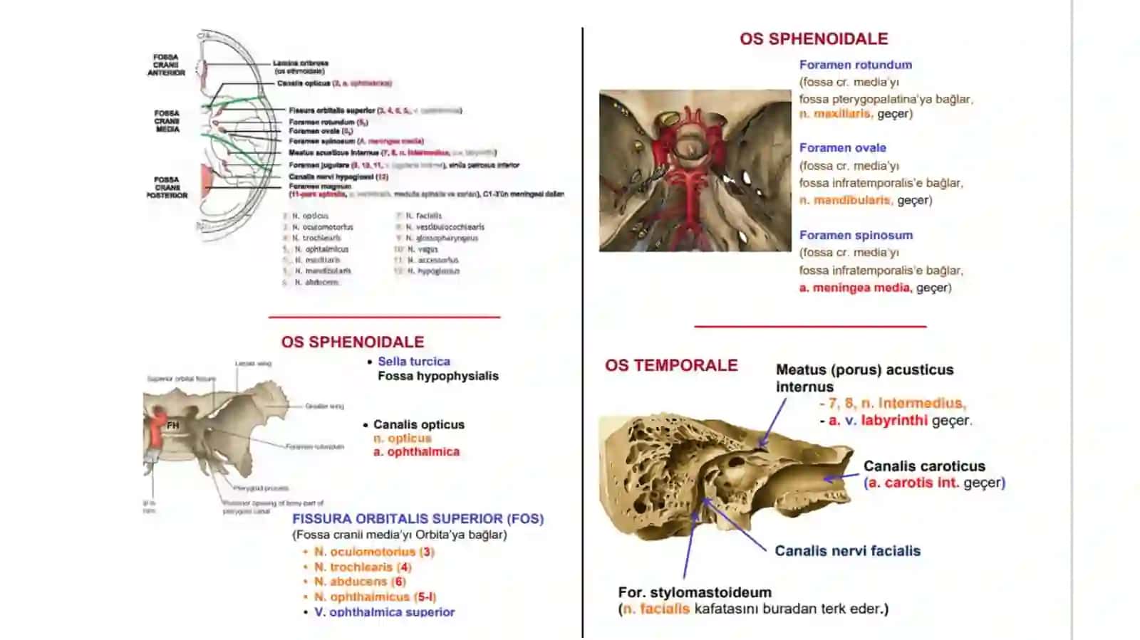 Bosh klinik anatomiyasi 2