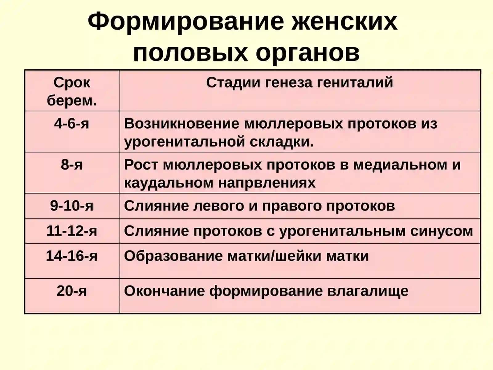 Формирование женских половых органов 2