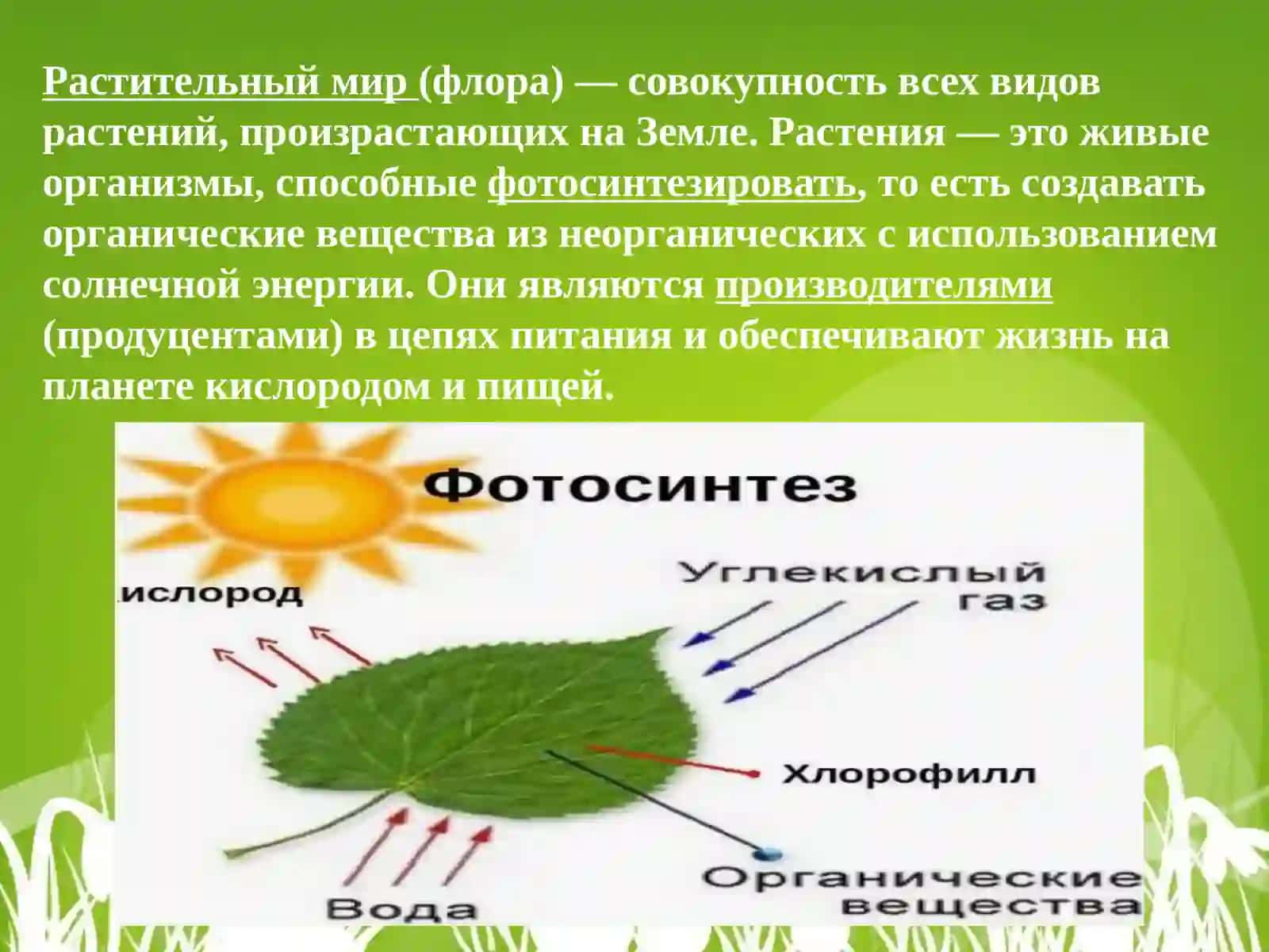 Растительный мир и его систематика 2