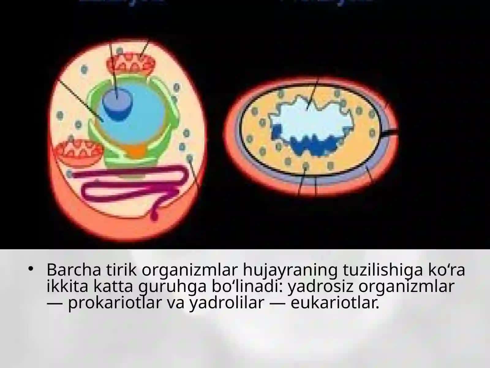 Prokariot hujayra 2