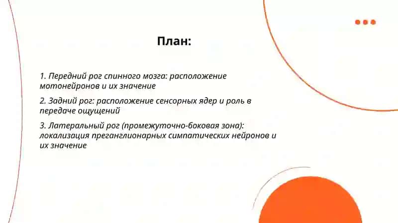 Расположение ядер спинного мозга их значение 2