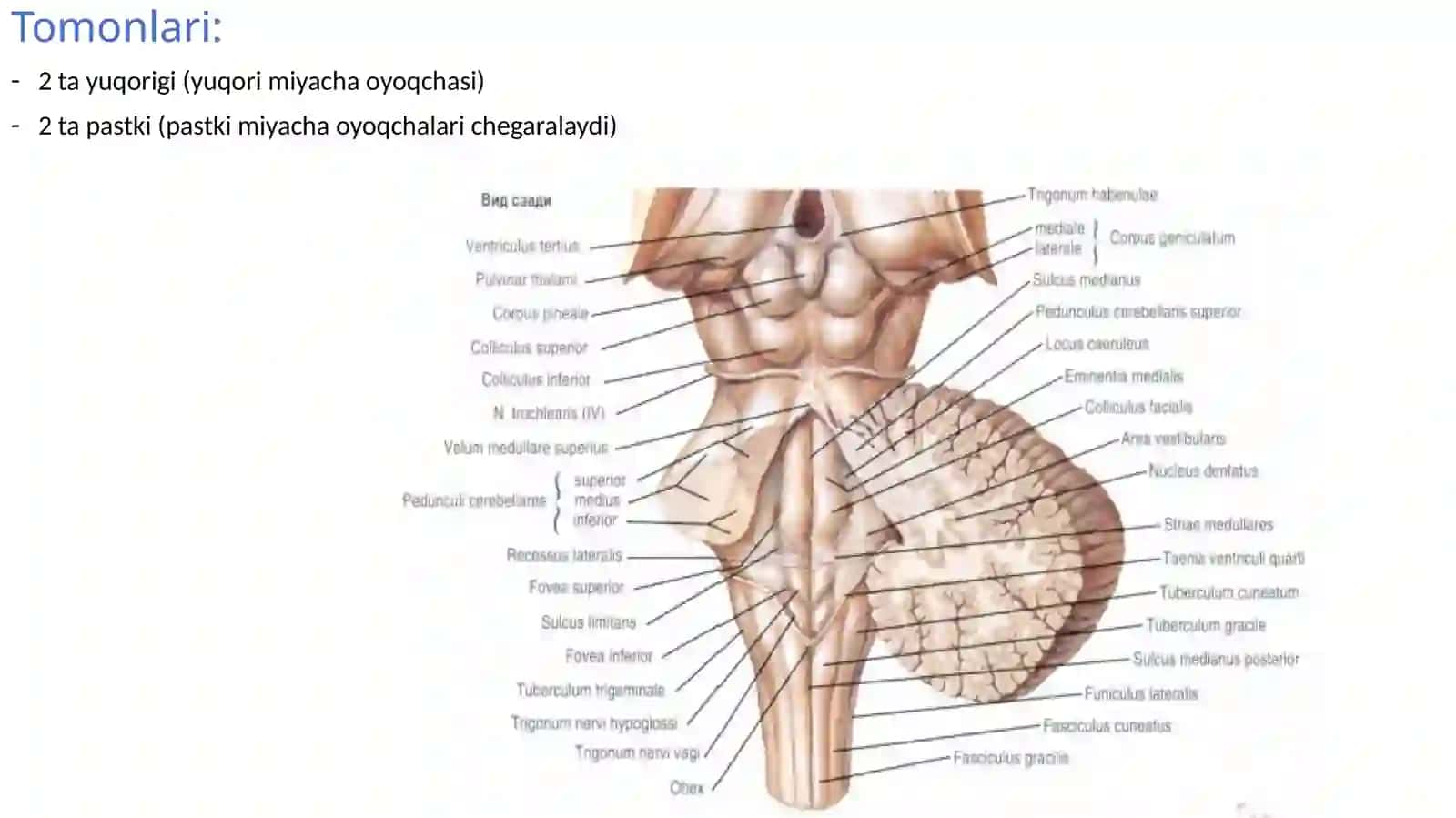 IVqorincha.Rombsimonchuqurcha 2