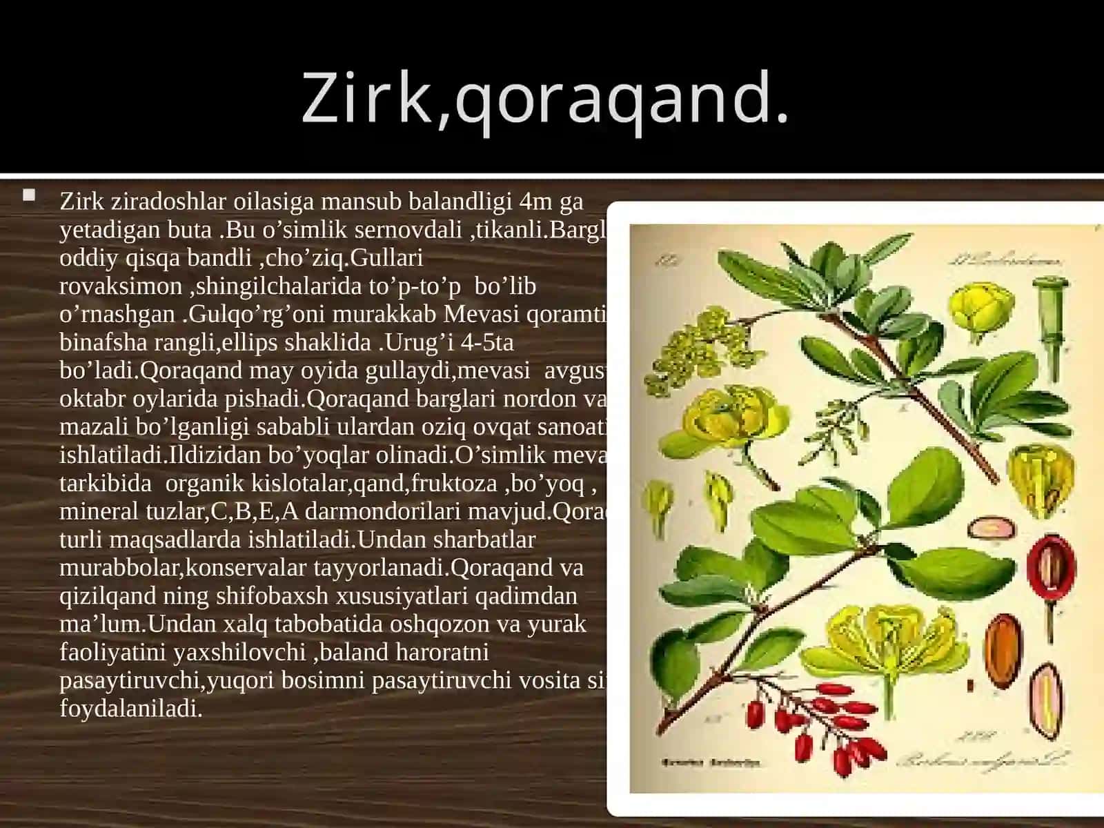 Zirk qoraqand 2