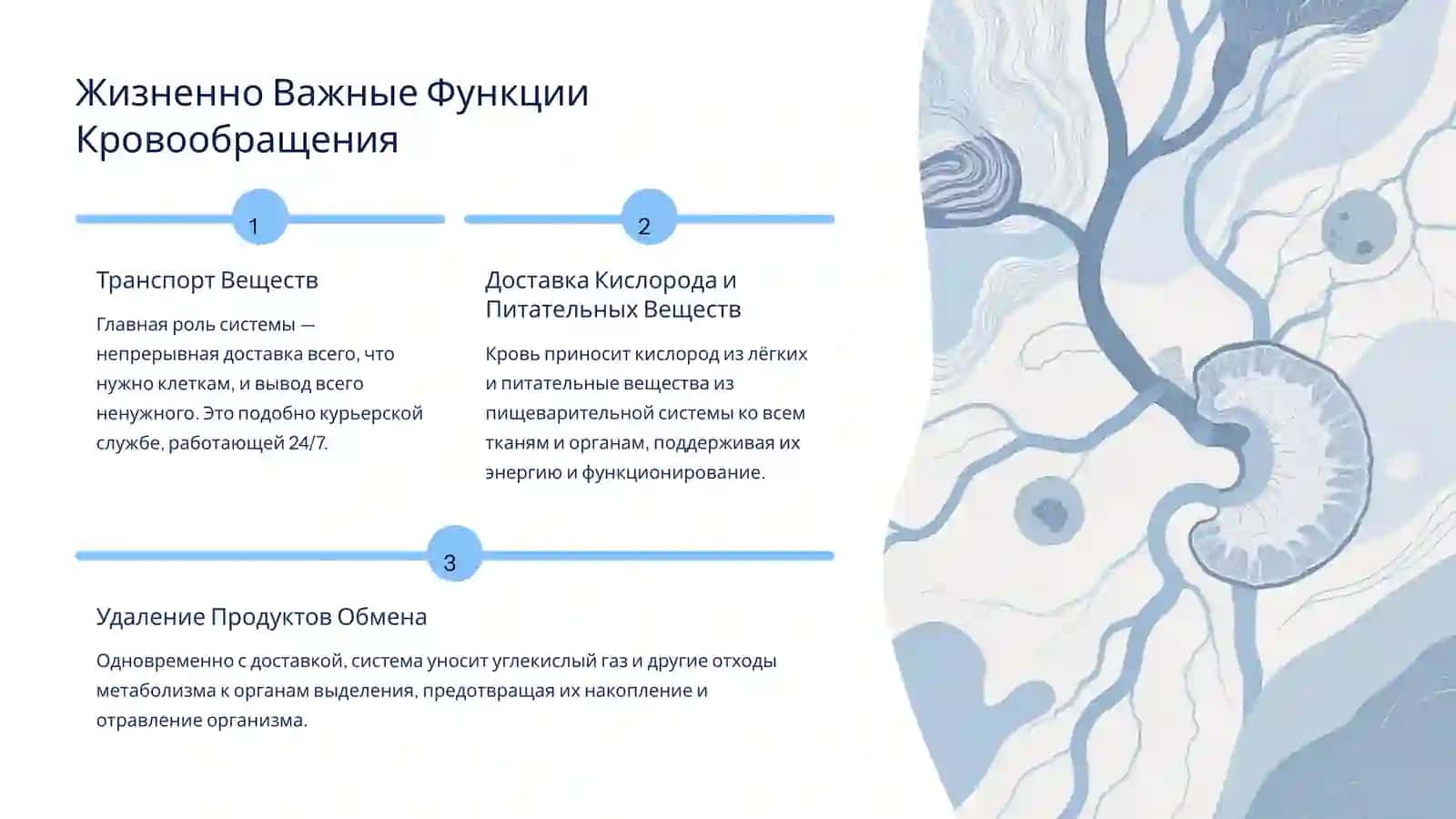 Система Кровообращения: Транспортная Сеть Организма 2