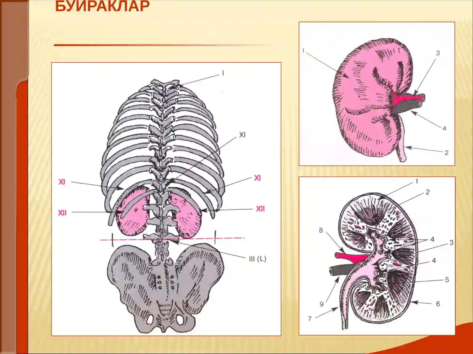БУЙРАКЛАР КАСАЛЛИКЛАРИ 2