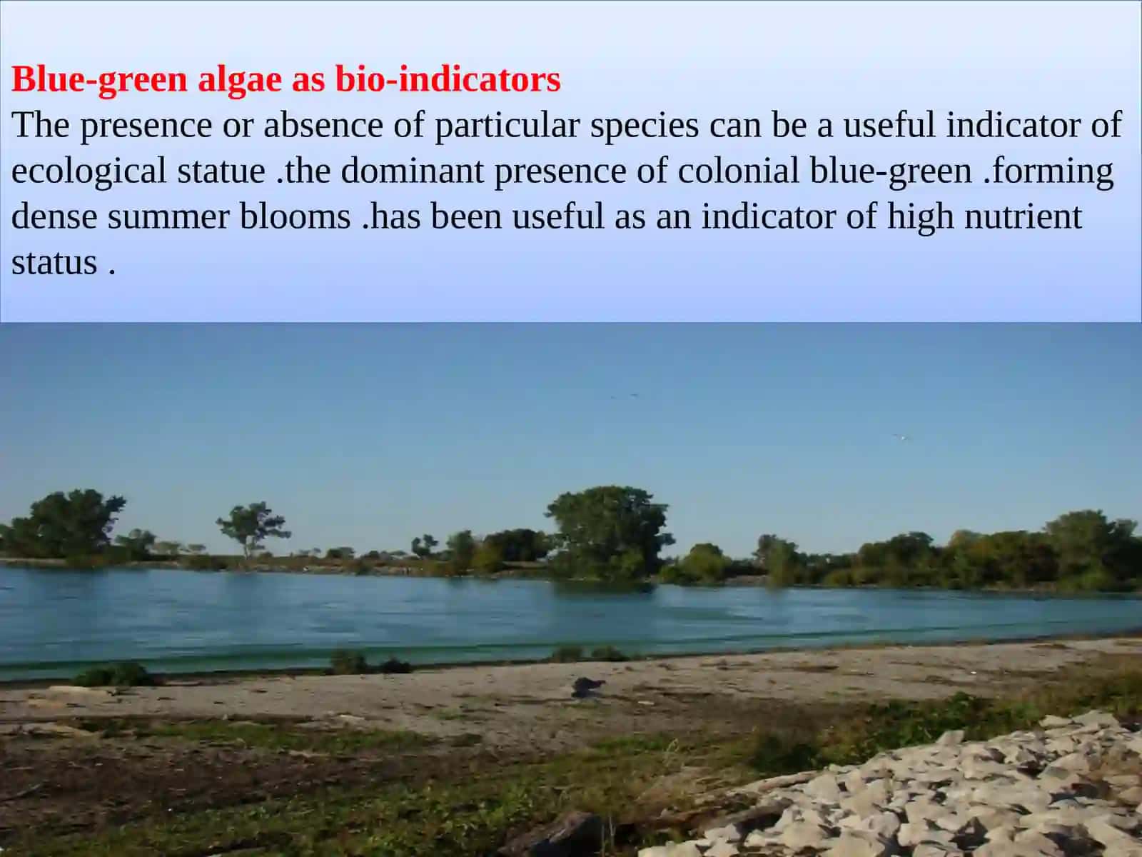 Blue-green algae as bio-indicators 2