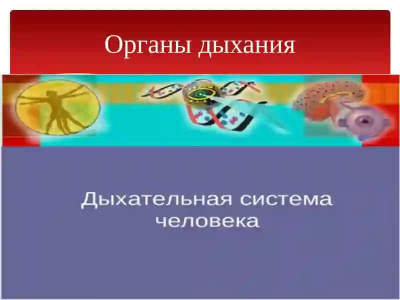 Органы дыхания 2