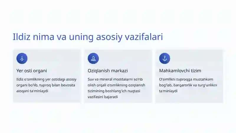 Ildizning Tuzilishi va Funksiyasi 2
