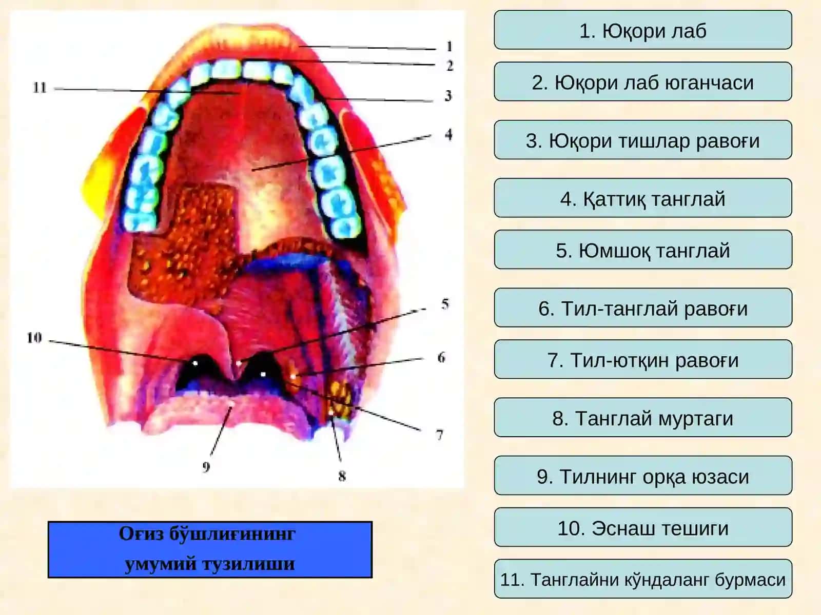 OҒИЗ БЎШЛИҒИ, МЕЪДА ВА ИЧАКЛАРДА ОВҚАТ ҲАЗМ БЎЛИШИ 2