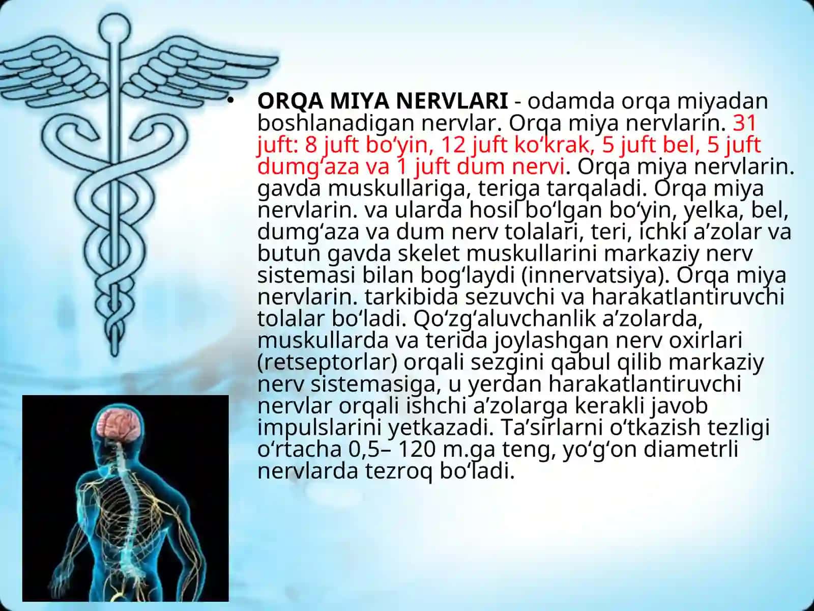 ORQA MIYA NERVLARI 2