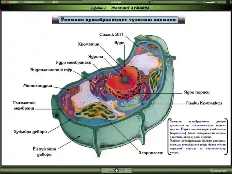 Ядро ва унинг тузилиши 2