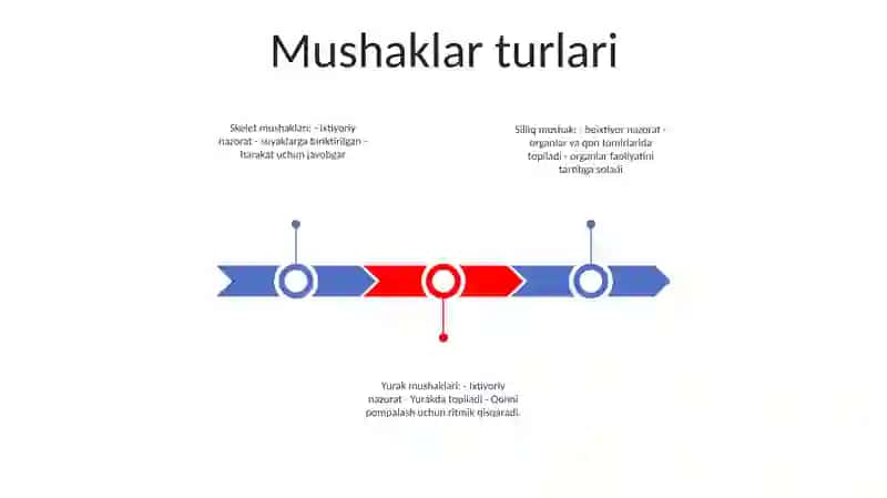 Muskullar 2