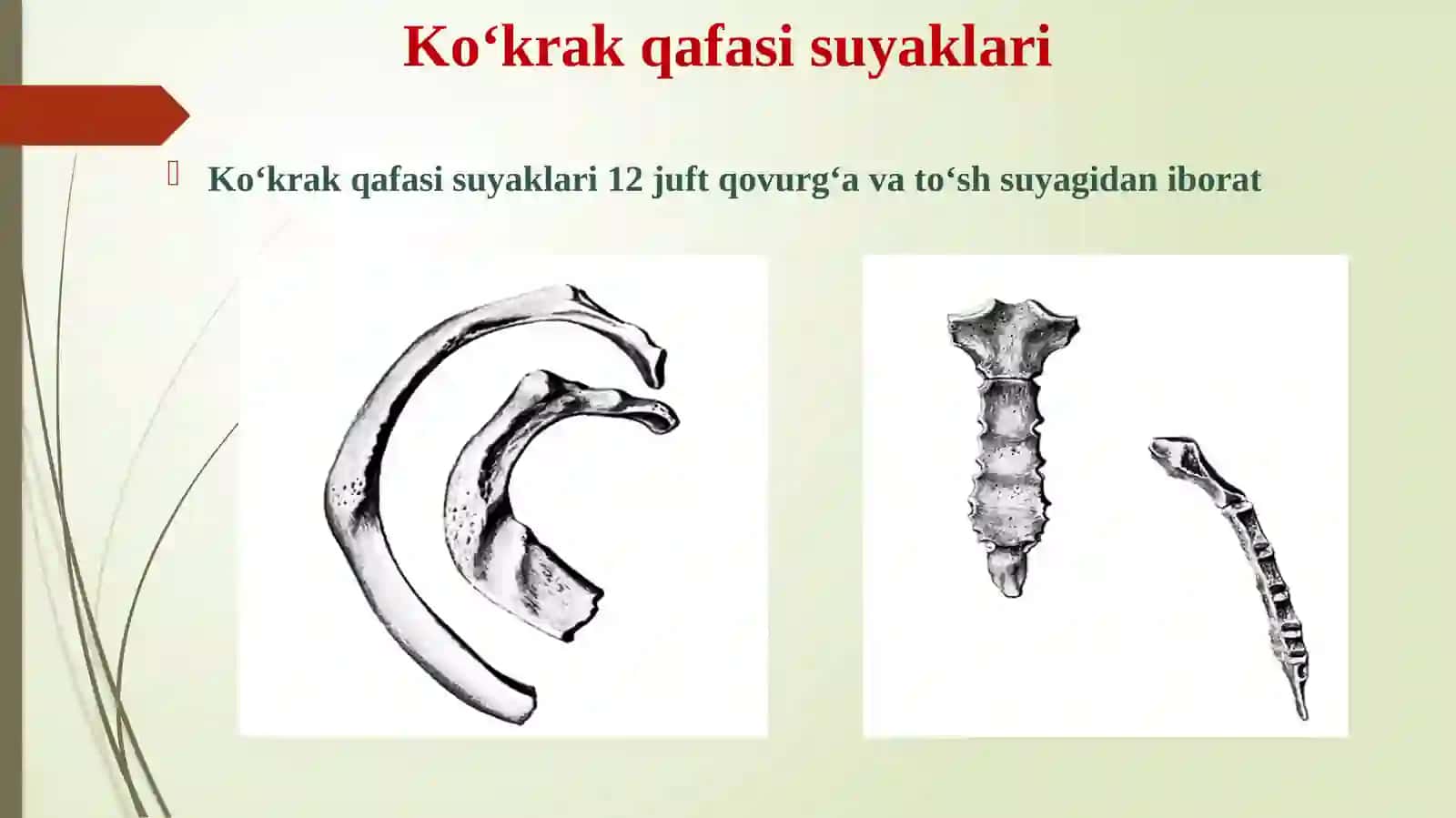 Ko‘krаk qаfаsi suyaklari 2