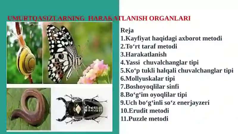 Umurtqasizlarning harakatlanish organlari 2