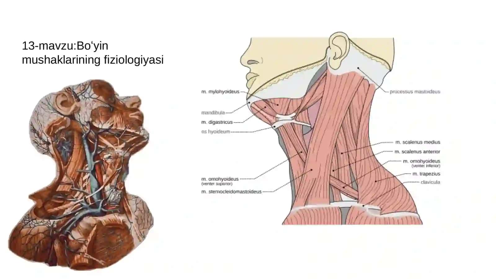 Tarmoqli Tibbiyot Texnikumi 2