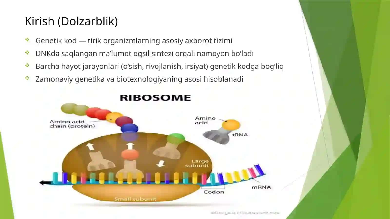 Genetikkod: tarkibi, tuzilishi va xossalari 2