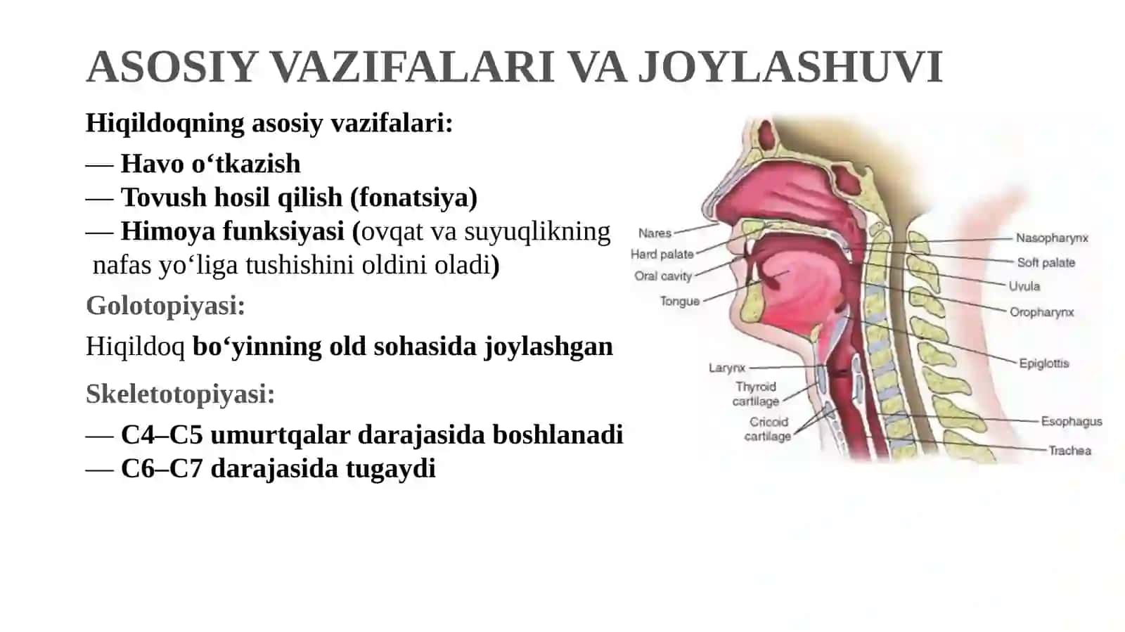 HIQILDOQ (LARYNX) 2