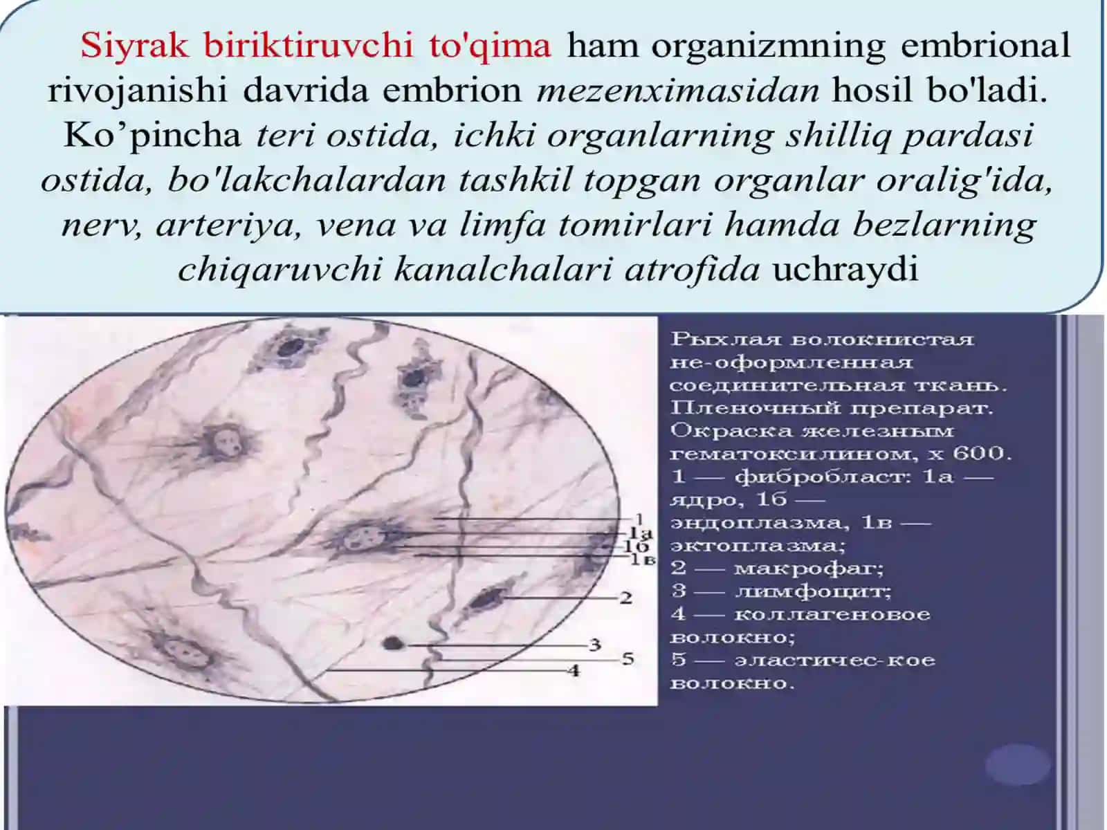 Siyrak to'qima 2