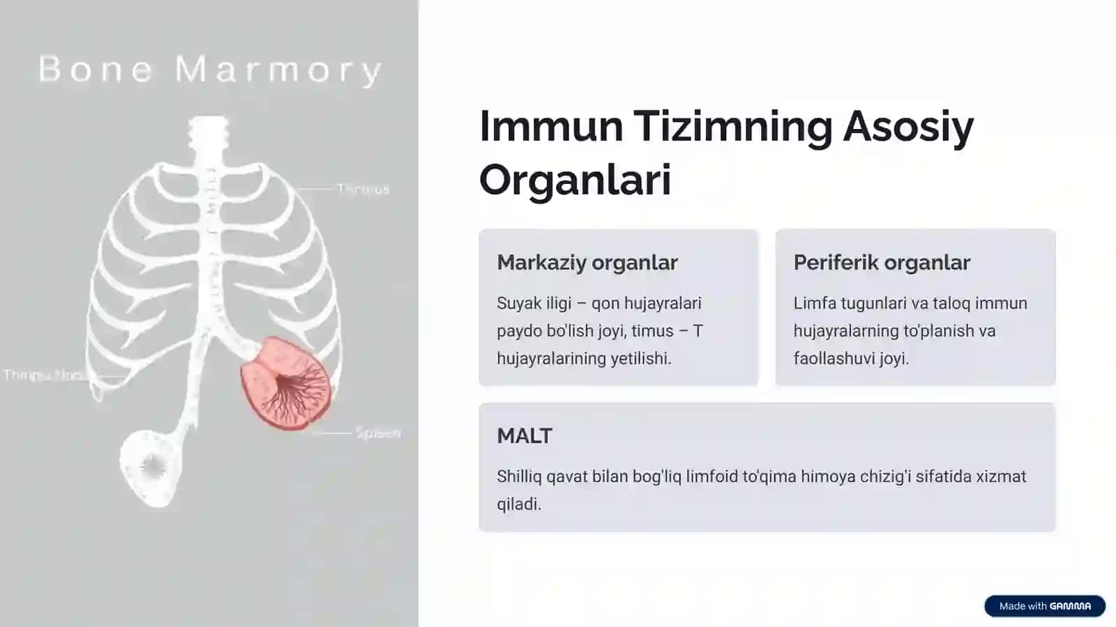 Immun Himoya Reaksiyalarining Morfologik Asoslari 2