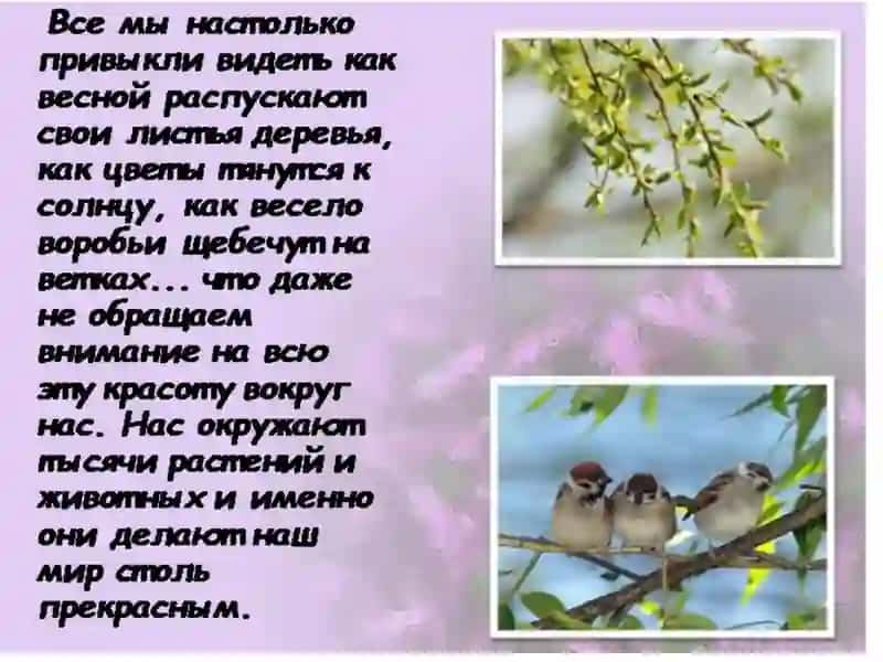 Флора и фауна презентация 2