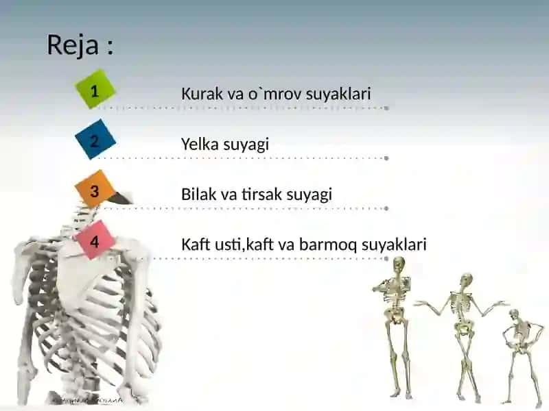 Qo`l suyaklari anatomiyasi 2