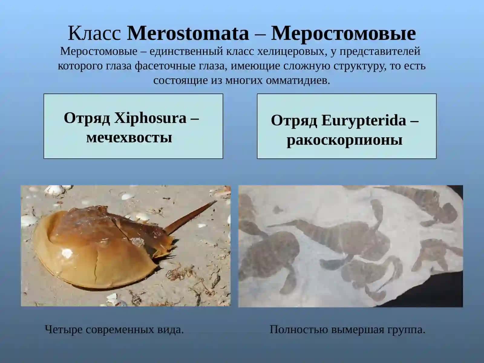 Класс Меростомовые 2