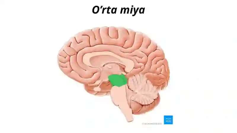 O`rta miya 2
