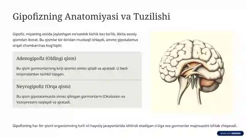 Endokrin Tizim va Gipofiz: Umumiy Tushunchalar 2