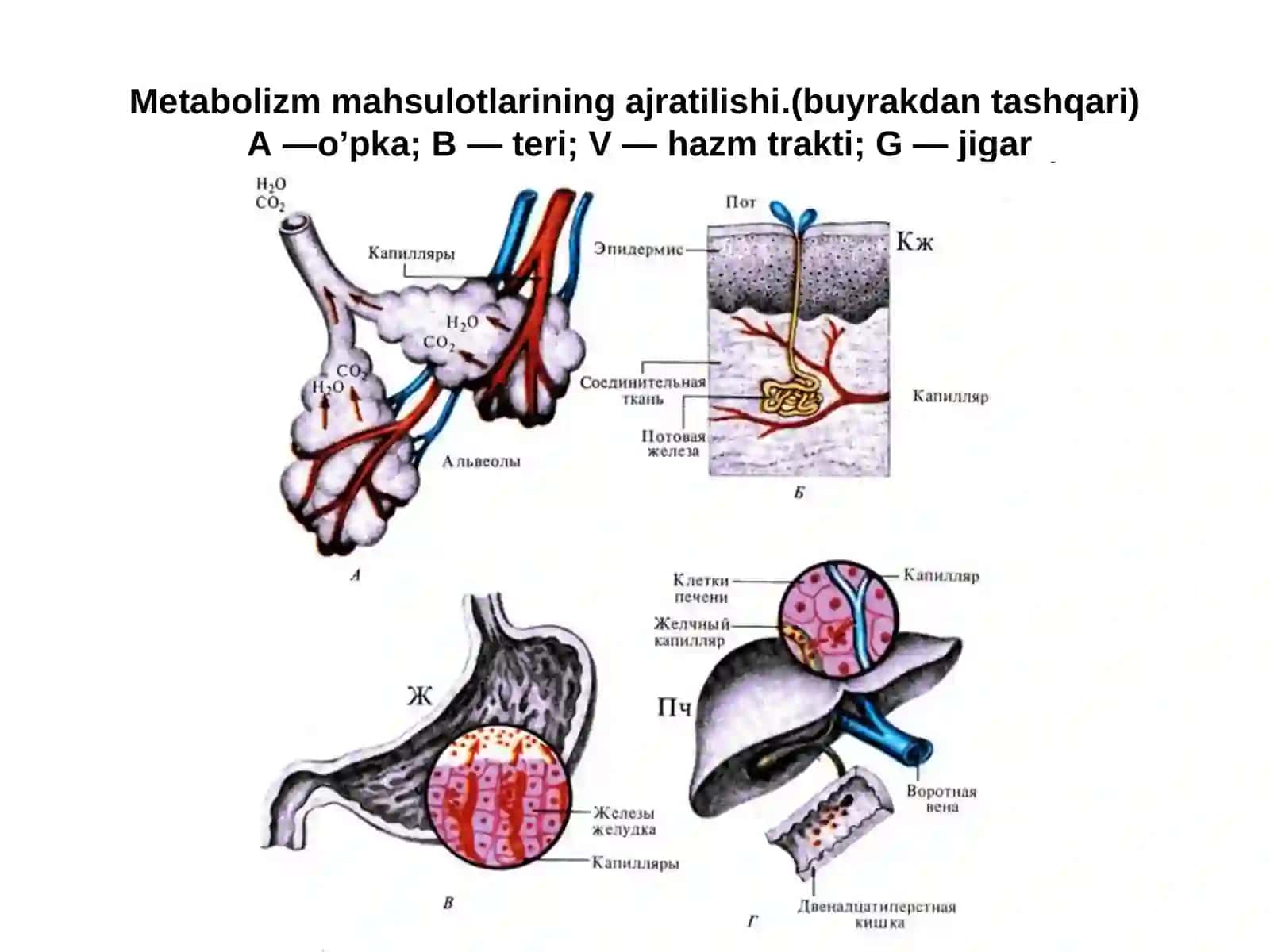 Ayirish sistemasi 2
