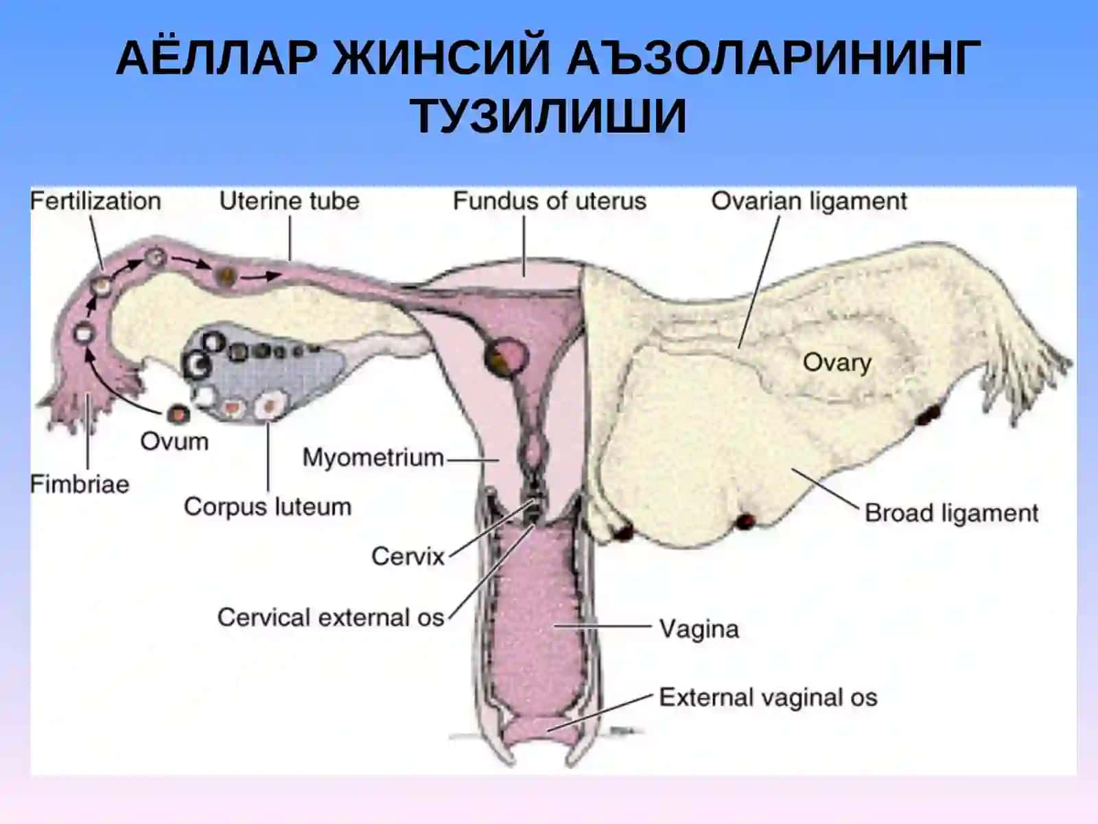 АЁЛЛАР ЖИНСИЙ СИСТЕМАСИ 2