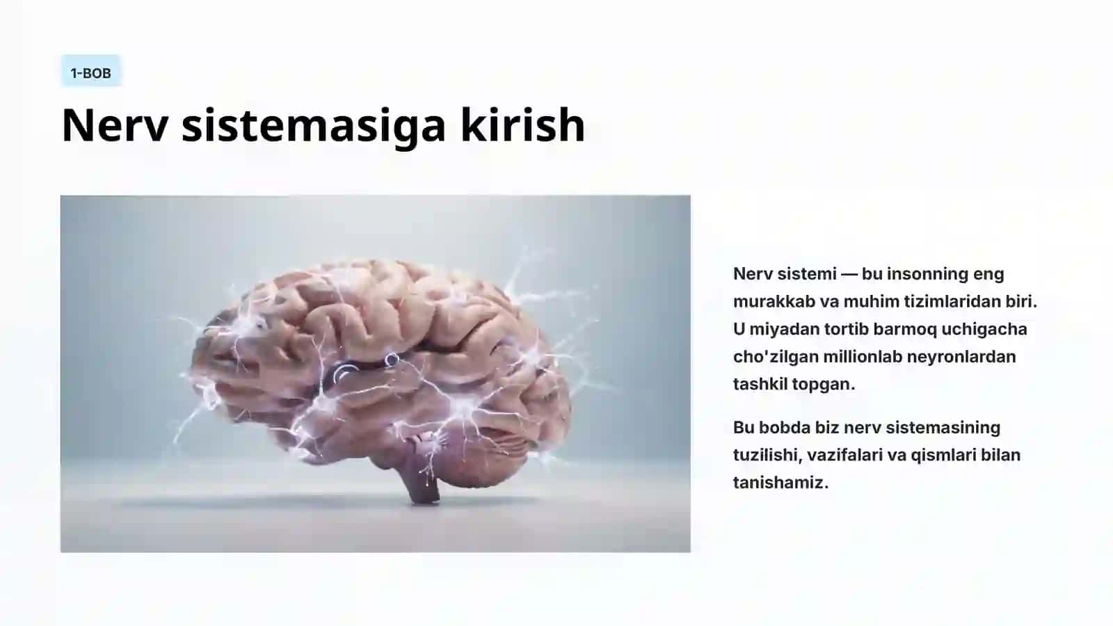 Nerv sistemasining tuzilishi 2