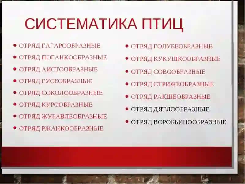 Систематика птиц 2