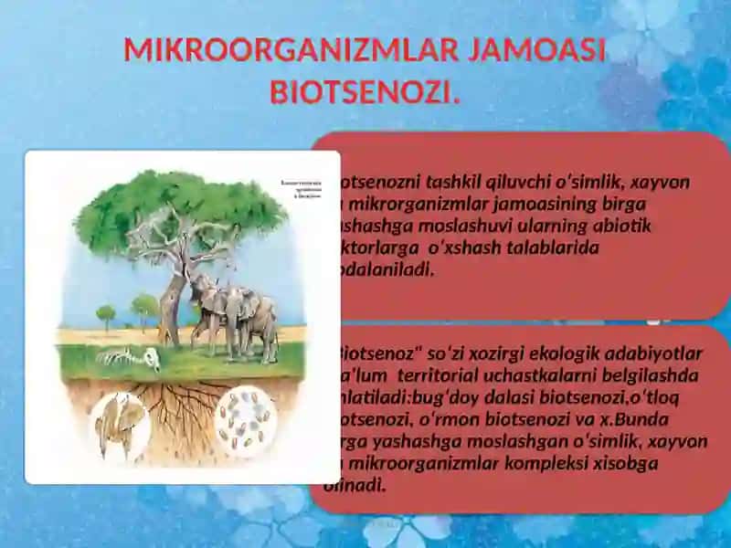 Biogeotsenoz tushunchasi 2