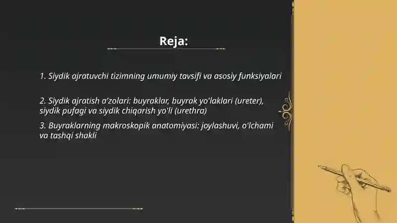 Siydik ajratuvchi tizim 2