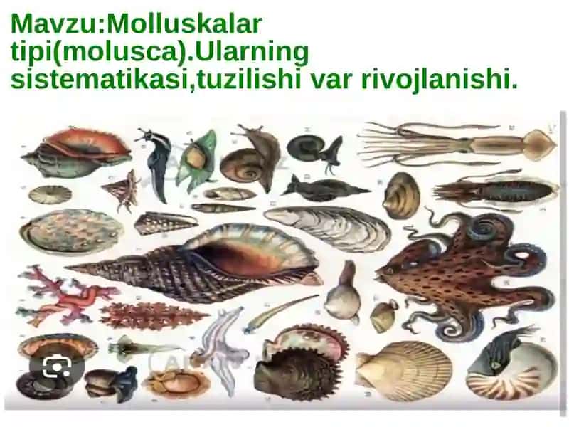 Moluskalar tipi (Mollusca) 2
