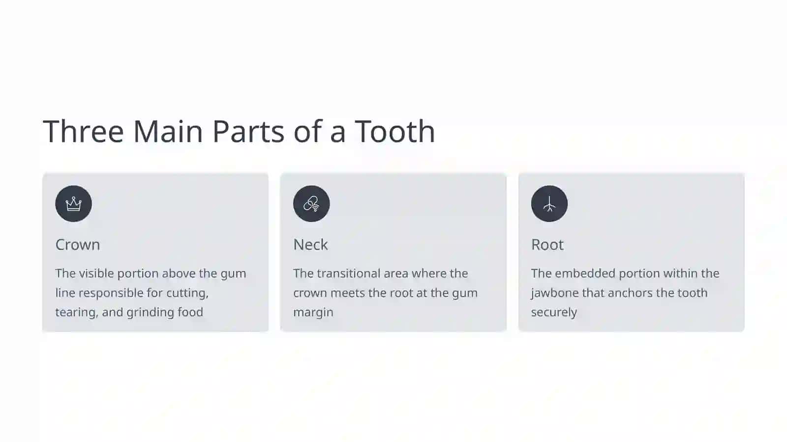 Anatomy of the Tooth 2