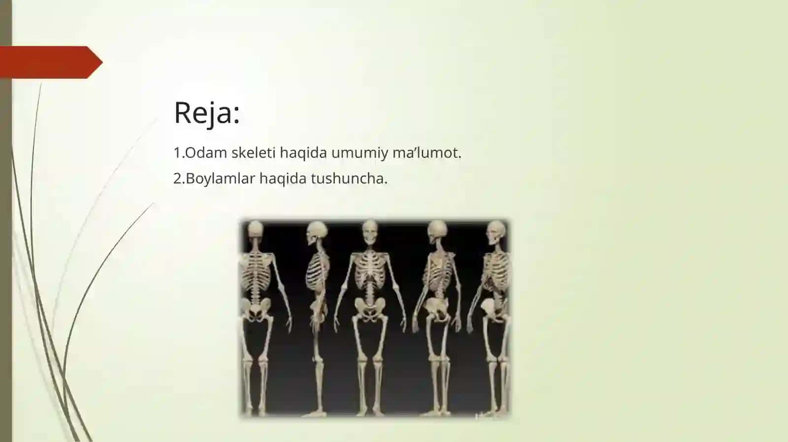 Skelet vauning boylamlari 2