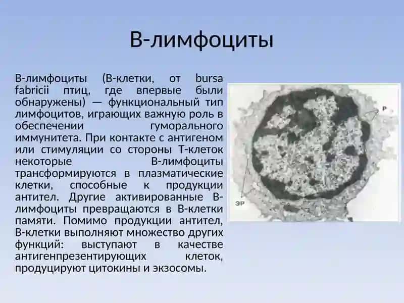 B-лимфоциты 2