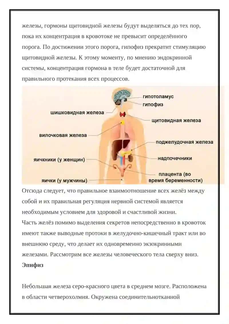 ЭНДОКРИННЫЕ СИСТЕМЫ 2