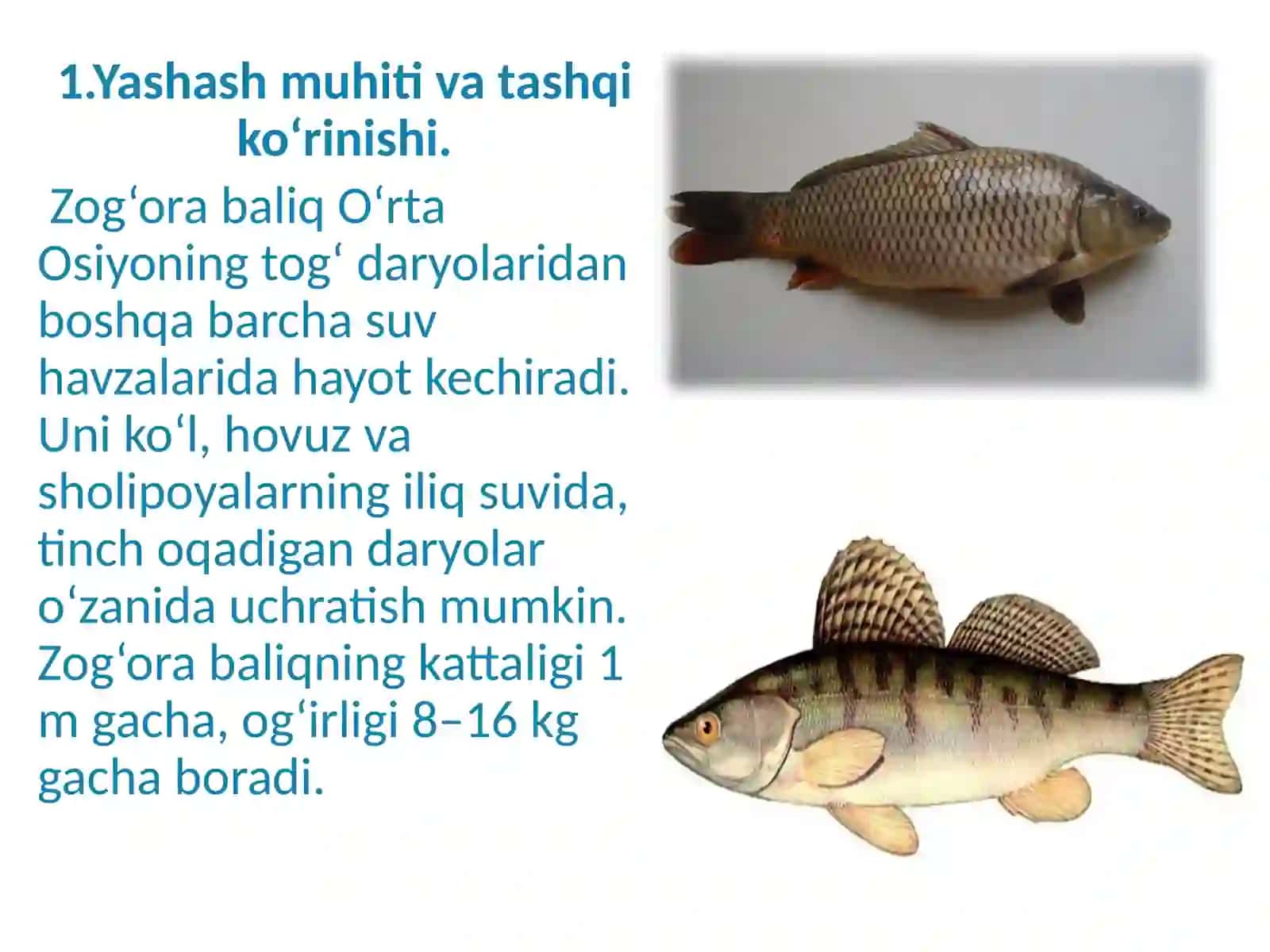 Baliqlarning tashqi tuzilishi 2
