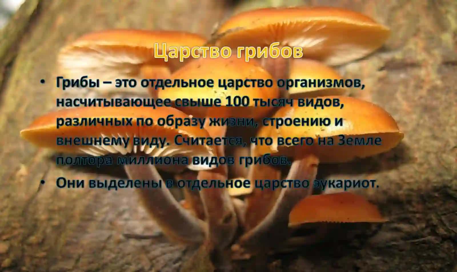 Общая характеристика царства грибы 2