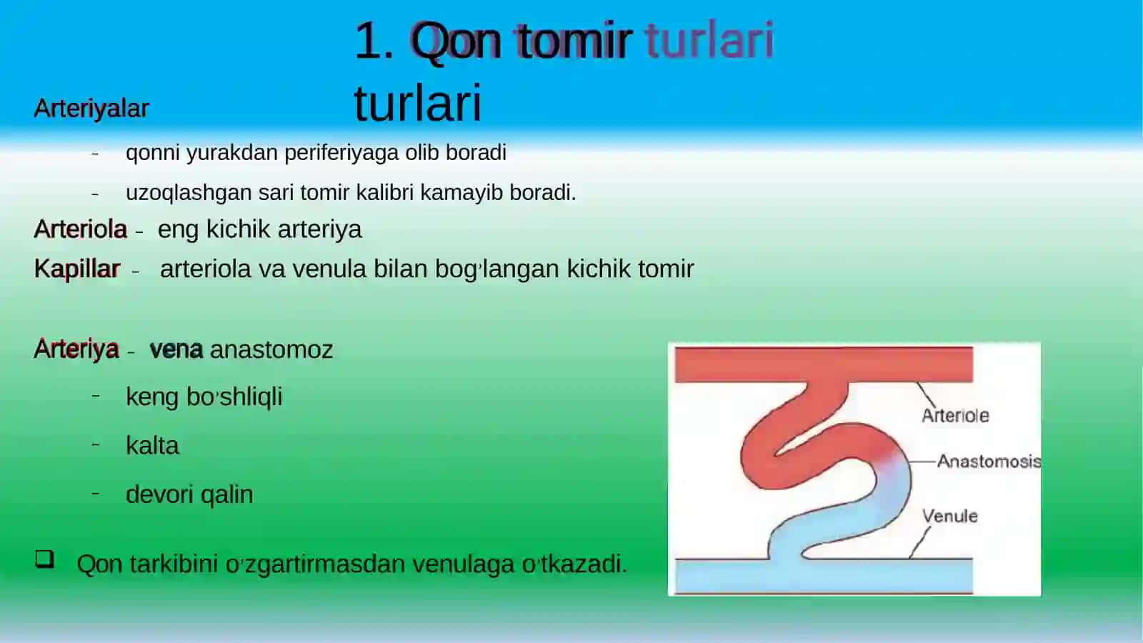 Yurakqon-tomirsistemasigistalogiyasi 2