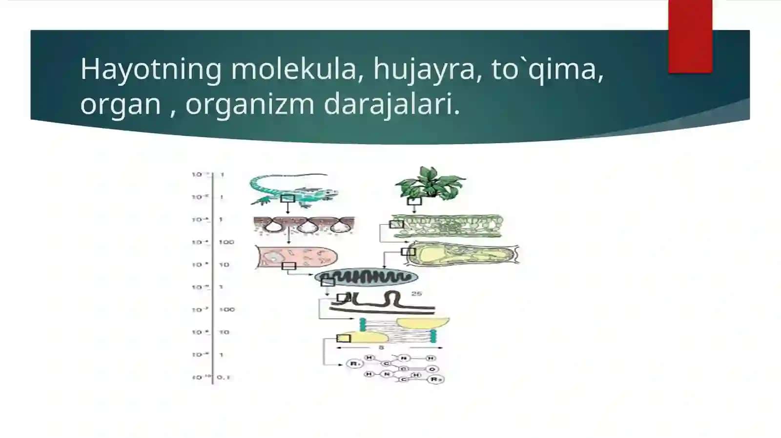 Tiriklikning tuzilish darajalari 2